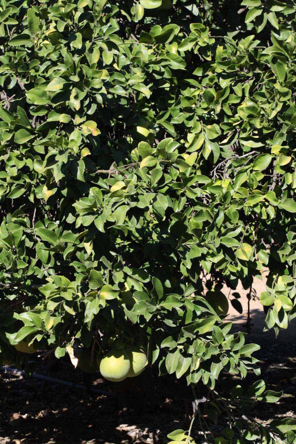            Habit (Riverside, CA)   